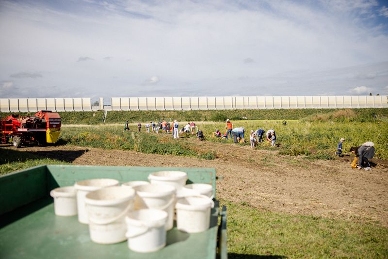 Besucherinnen und Besucher sammeln Erdäpfel am Feld, im Vordergrund Kübel auf einem Anhänger