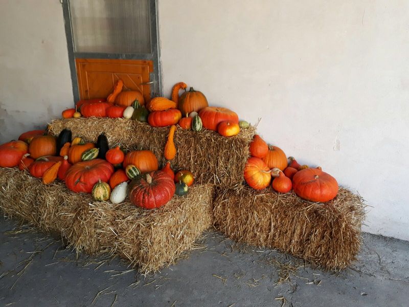 Kürbisse auf Strohballen vor dem Bauernladen
